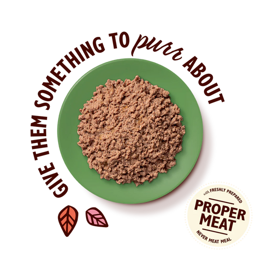 Lily's Kitchen Paté for Cats Lamb 85g