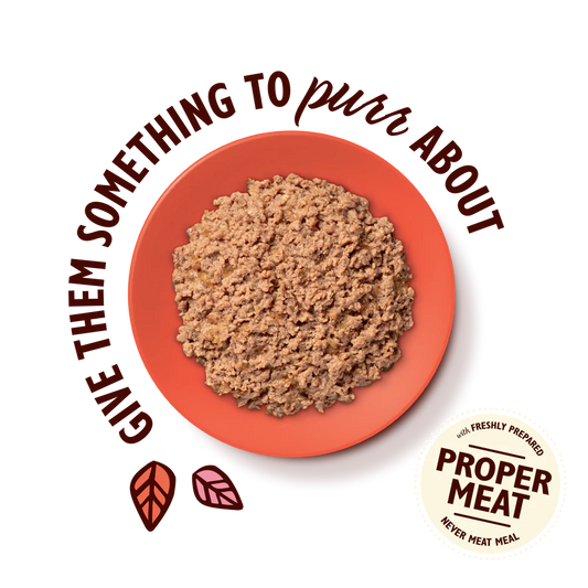 Lily's Kitchen Paté for Cats Salmon & Chicken Pate 85g