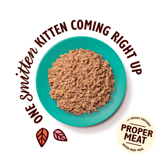 Lily's Kitchen Paté for Kittens Chicken & Cod 85g